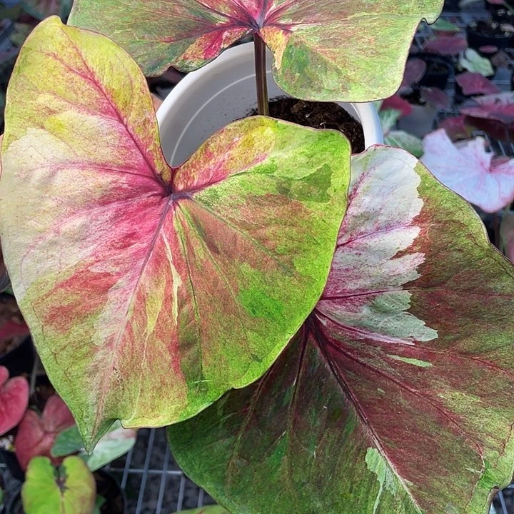 无花朵月亮光辉013