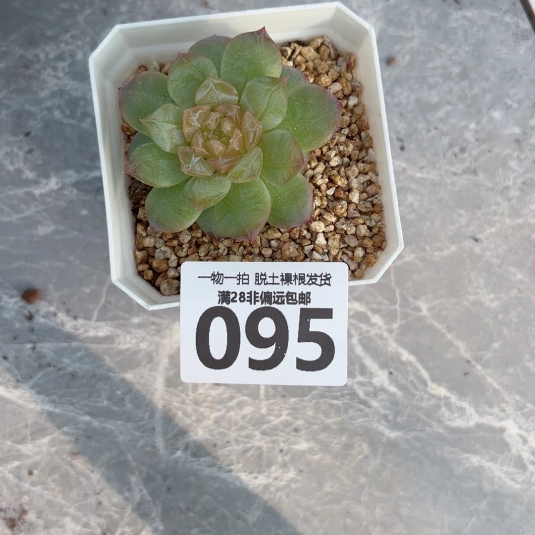 玻璃樽单头无盆土发货