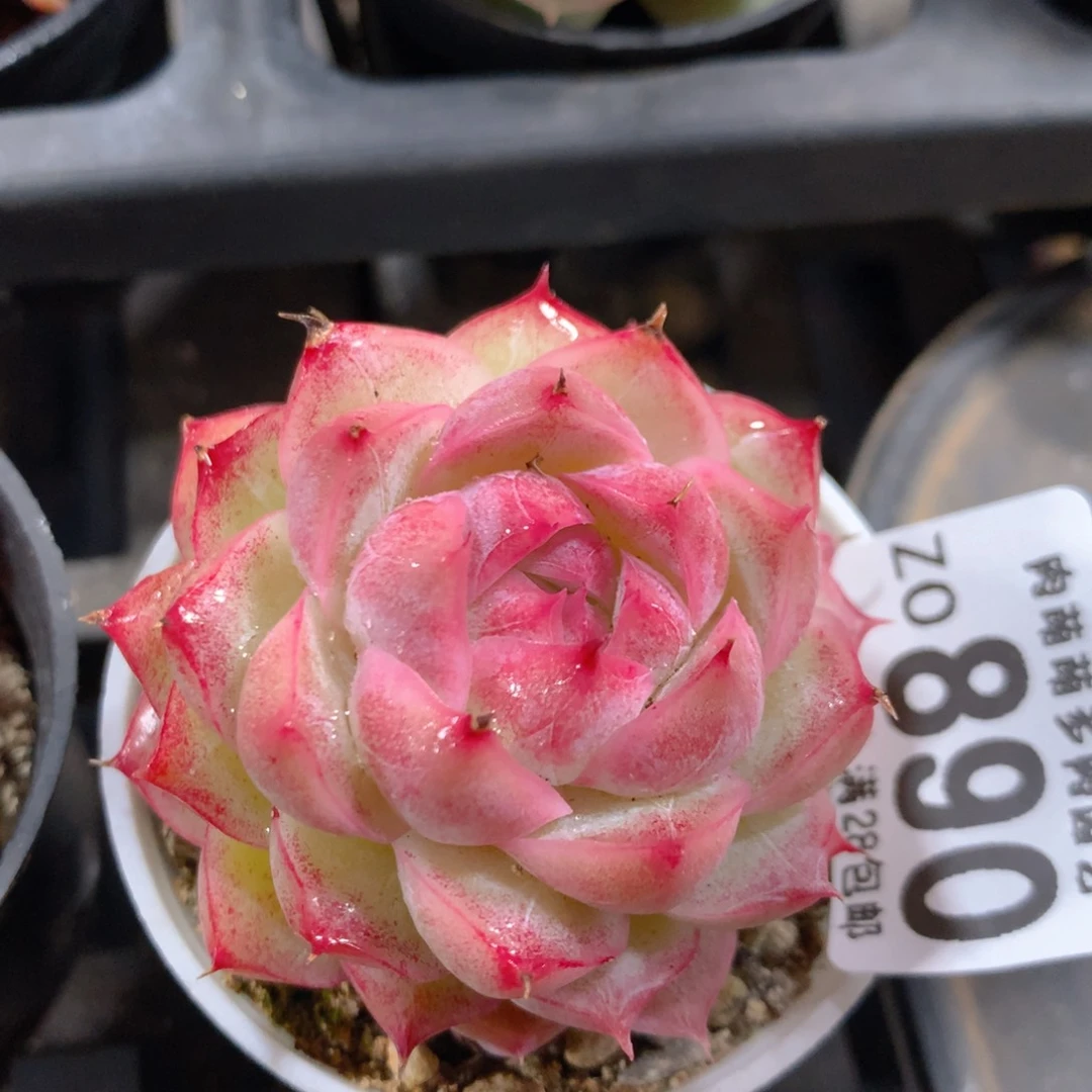 5CM拇指盆精控多肉ZO890