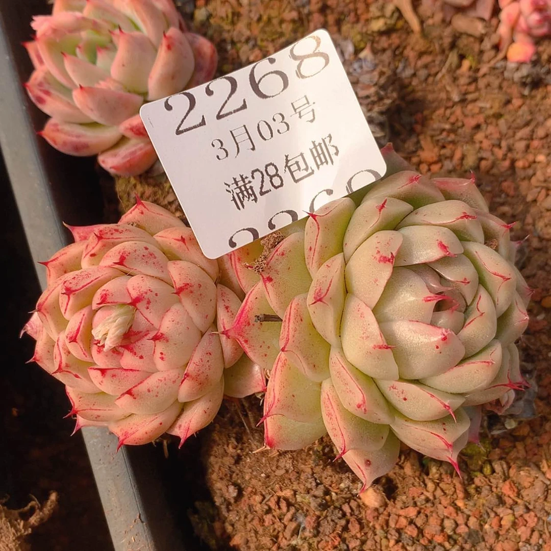 【闪购商品】云2268