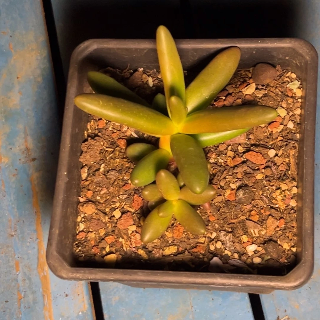 铁****疮多肉植物椰子树483