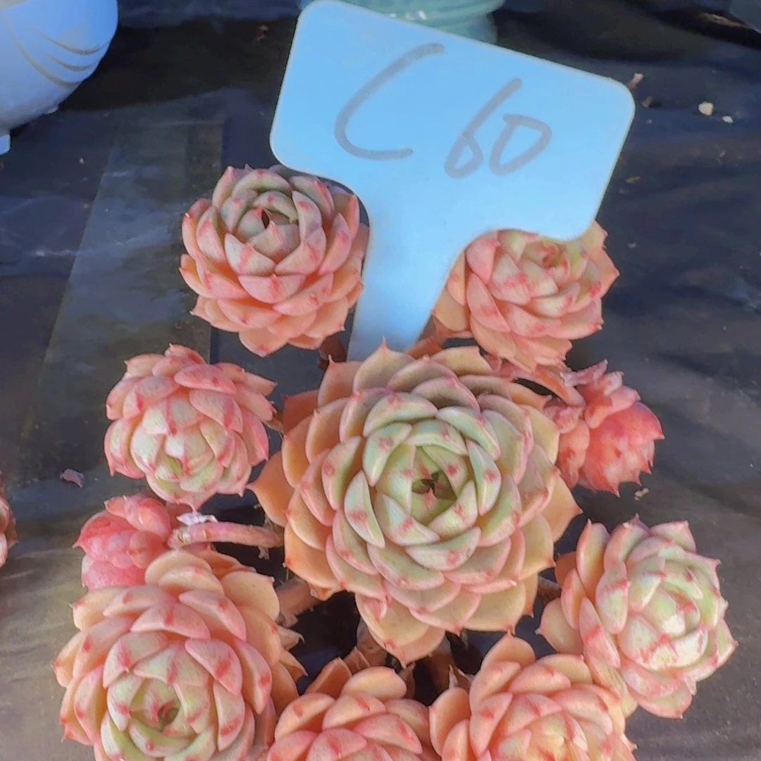 多肉植物的生长发育和