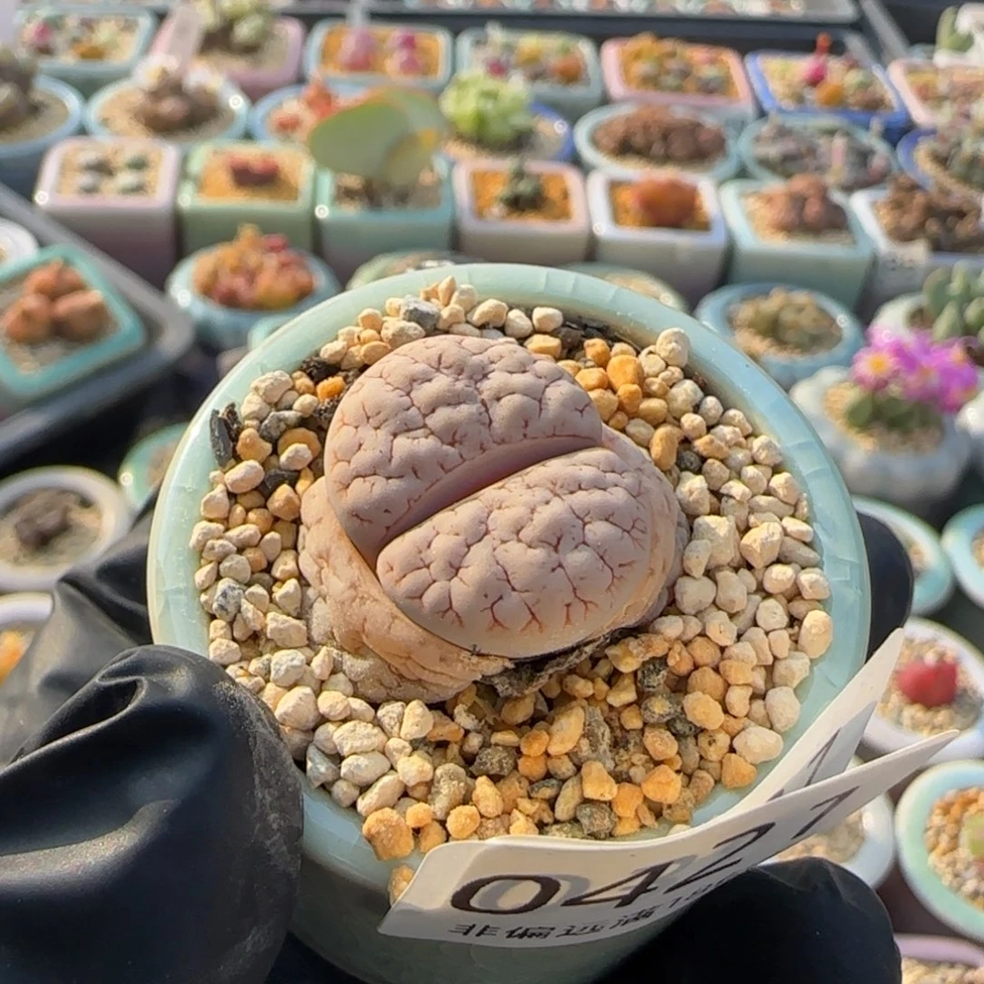 0421--一物一拍 带盆