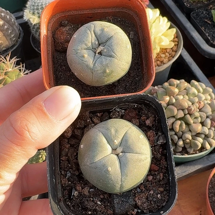 小海鲜仙人球123