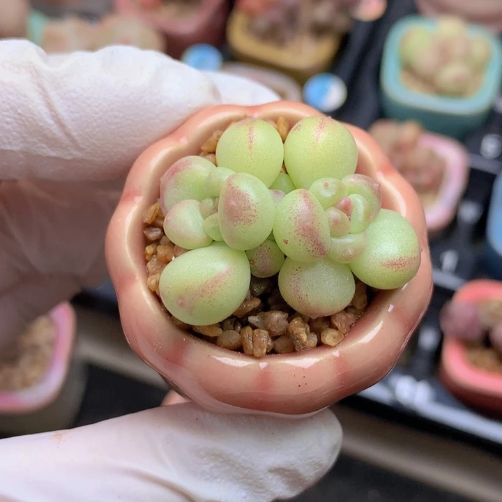 032 萤火虫 寻梅 2+2