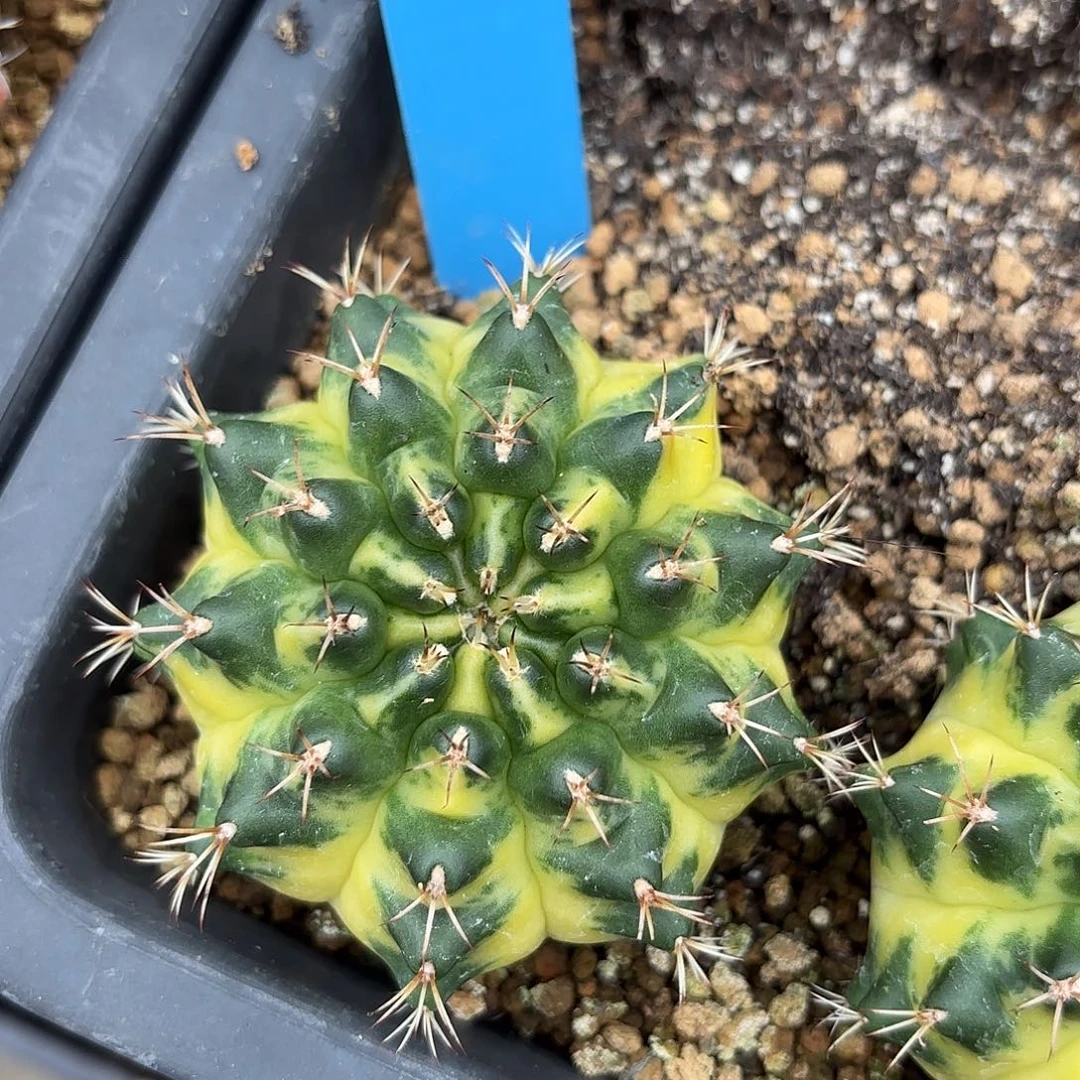 Z1113-1117泰国米哈大月亮