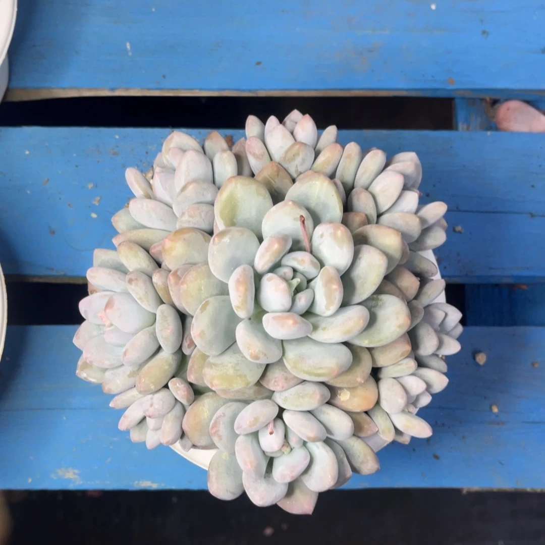 小雨多肉阿伟香水