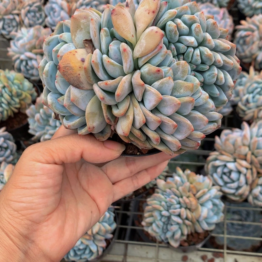 62733嘻嘻缀嗯嗯嗯嗯好喜欢