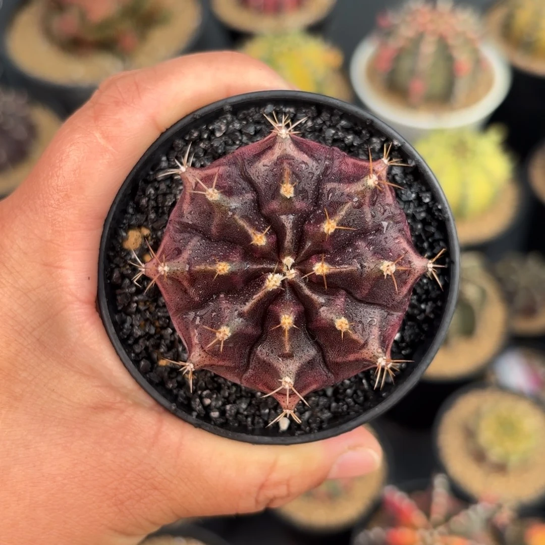 泰系米哈仙人球309