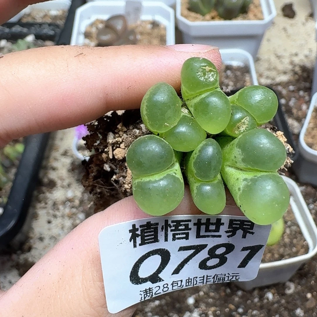 多肉植物的润泽地cv