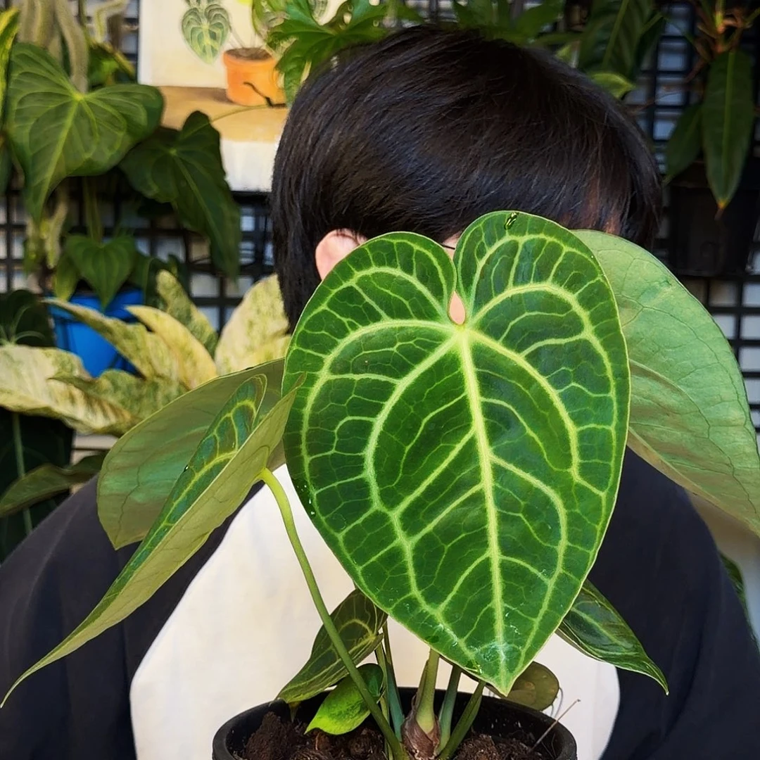 完全开放K54 克莱恩