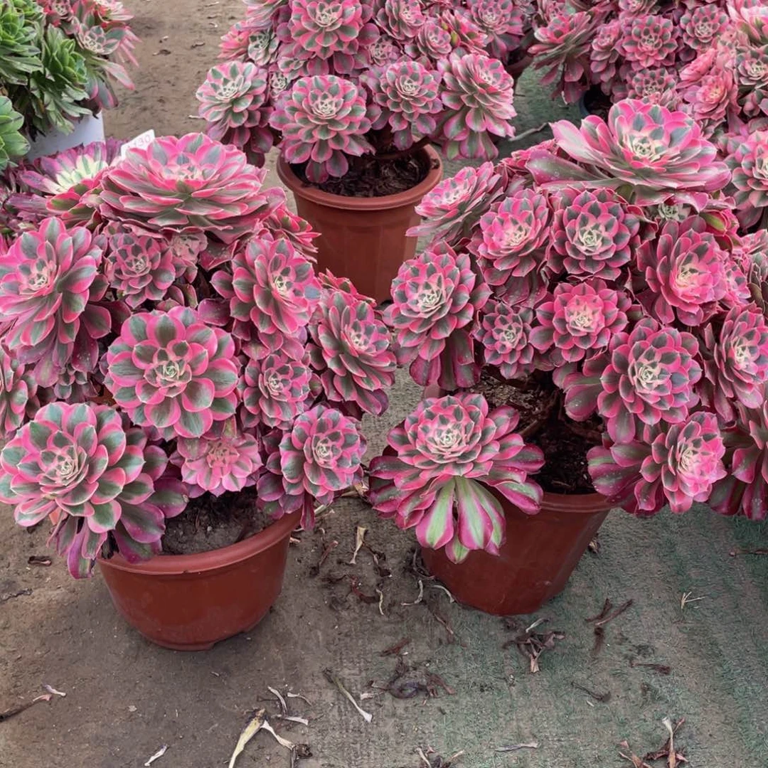 小***.157七彩石两颗右边一颗飘枝不包损