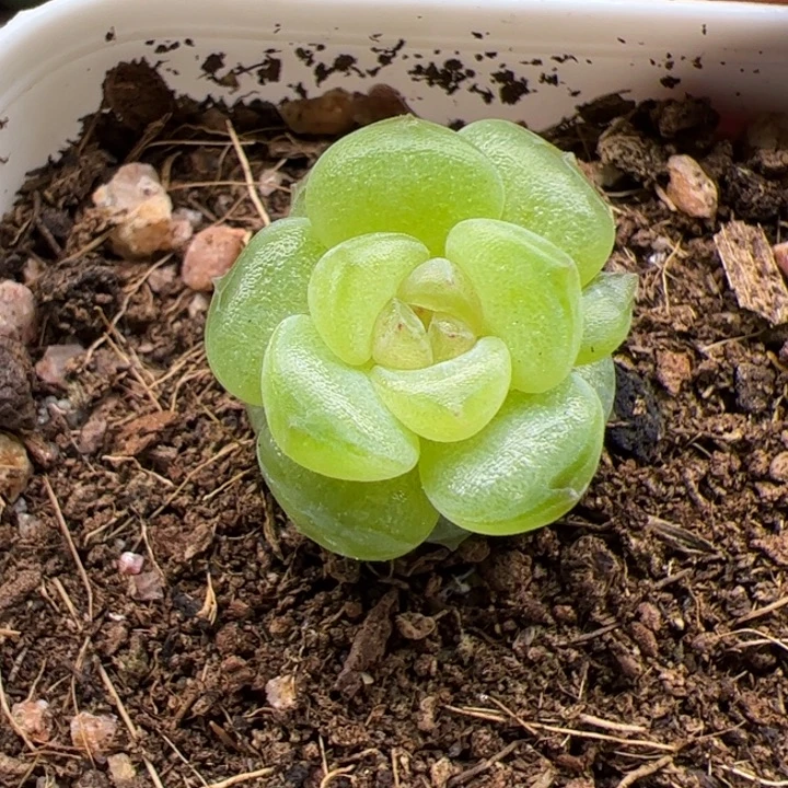 很小优选超基因糖心多肉植物