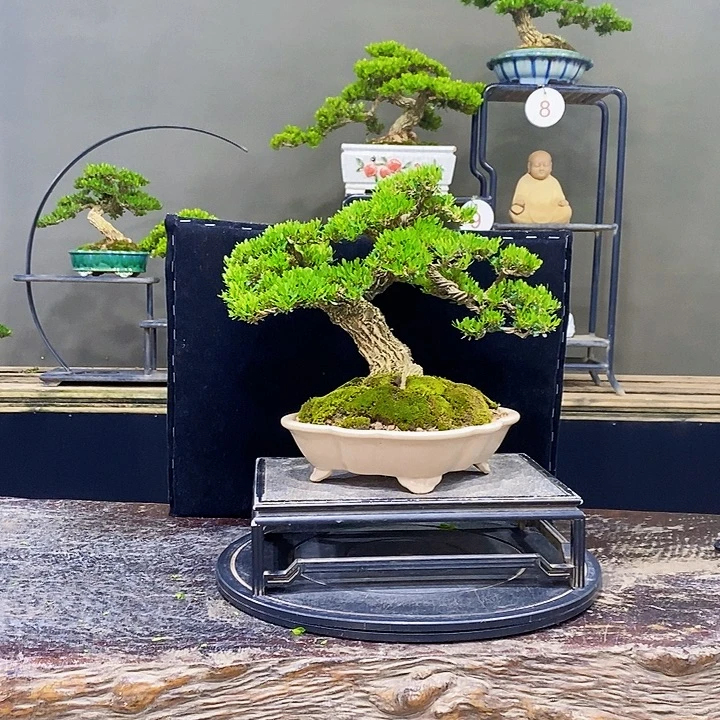 无花朵黄杨盆景四季常青