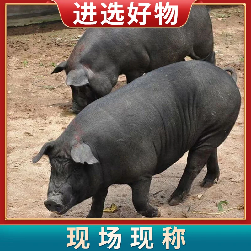 【现场现称】黑猪肉301号~350号