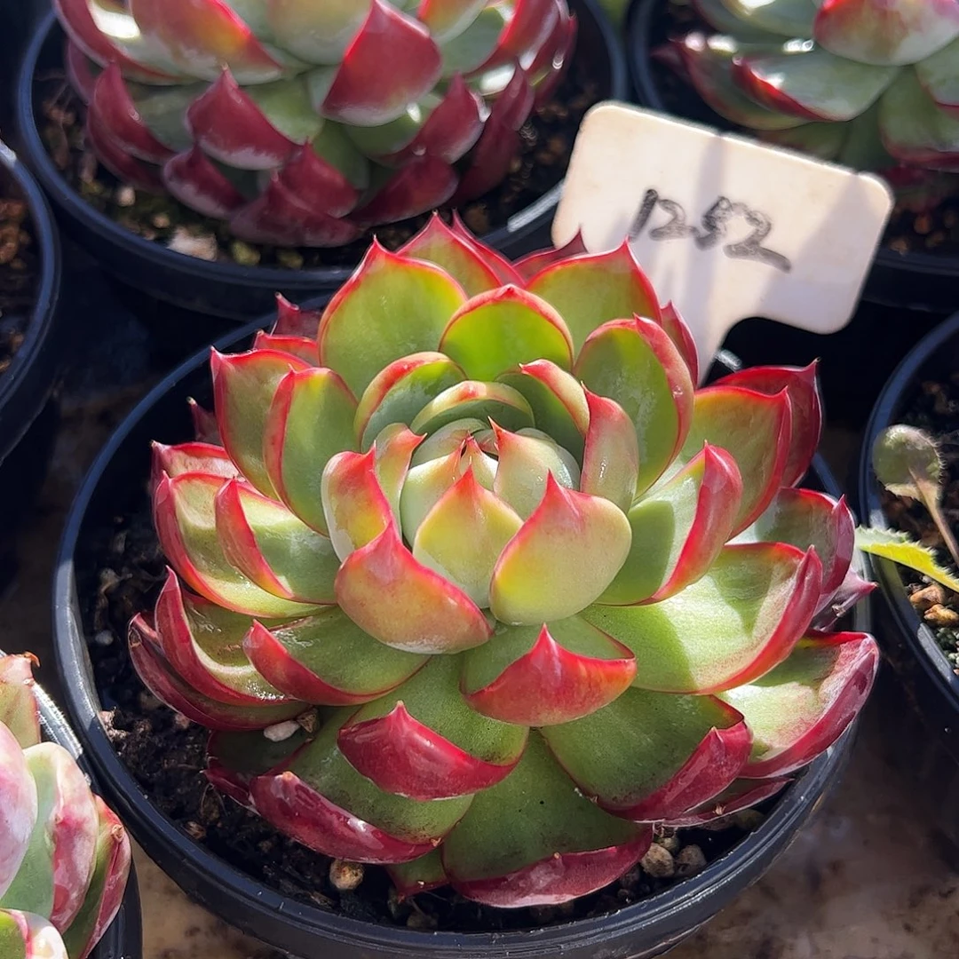 惊鸿仙子福利1252号