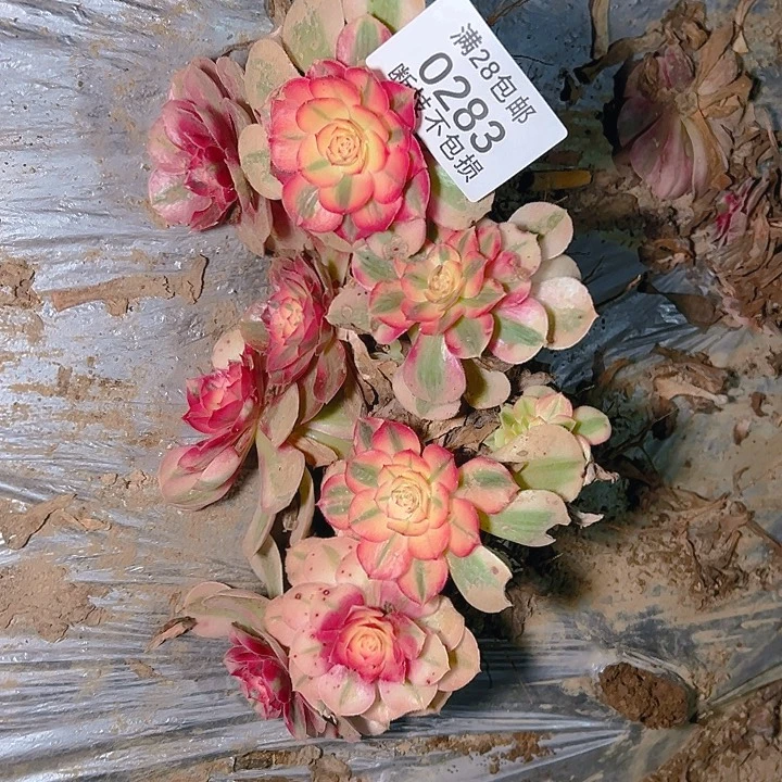 圆***O0283倾城单头八颗