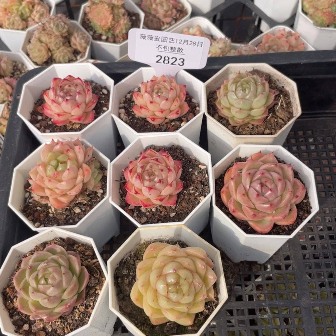 不包整散 盆子不售后2823