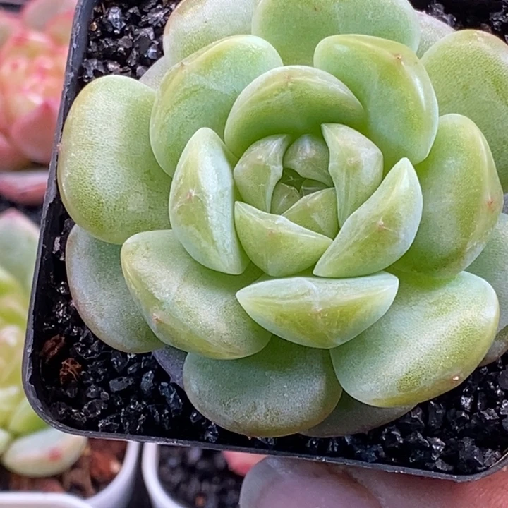 天官赐福百无禁忌