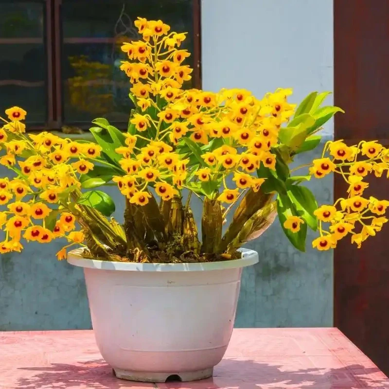 云南精品石斛兰可吃可观赏（一物一拍）