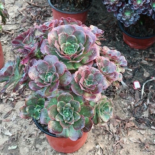 魅金玫瑰法师多肉12