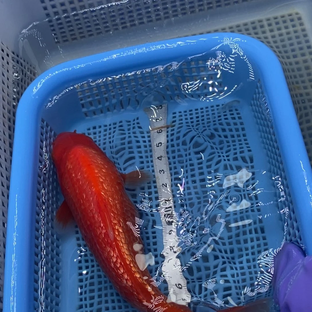锦鲤冷水锦鲤包邮