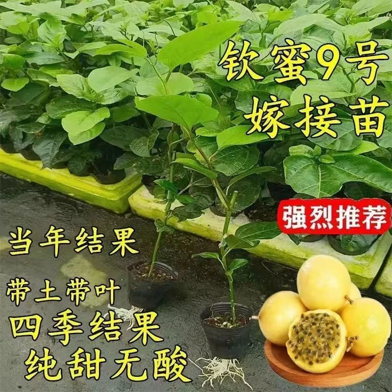 广西钦蜜9号树苗嫁接苗超甜黄金百香果树苗四季爬藤南方种植大果