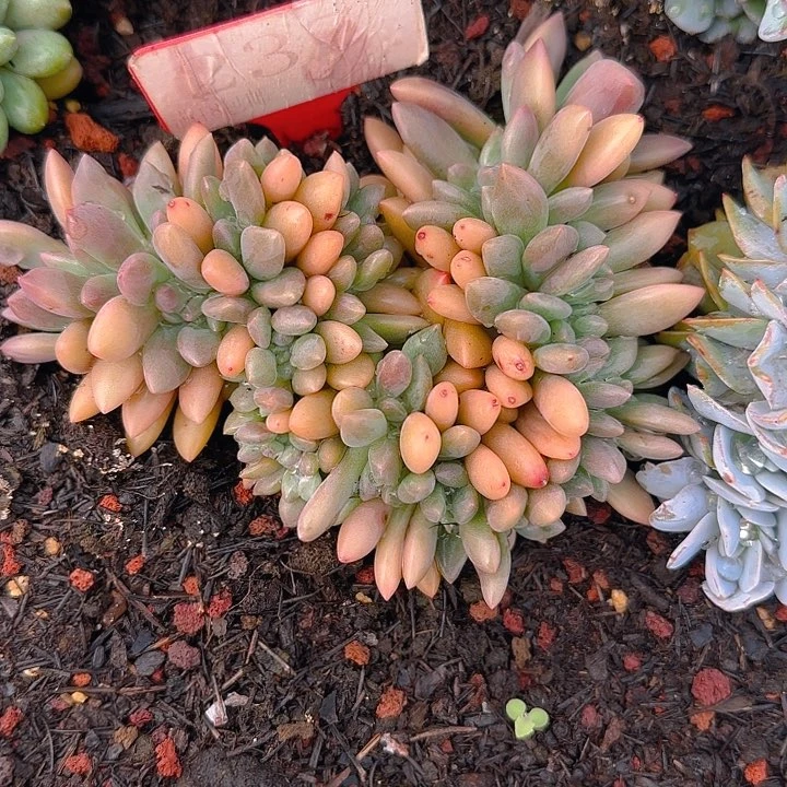 桃花源缀化237多肉植物