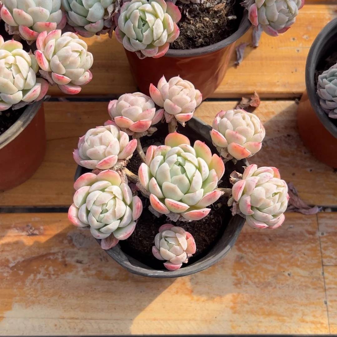 多肉香水贝瑞【非偏远地区满18包邮】