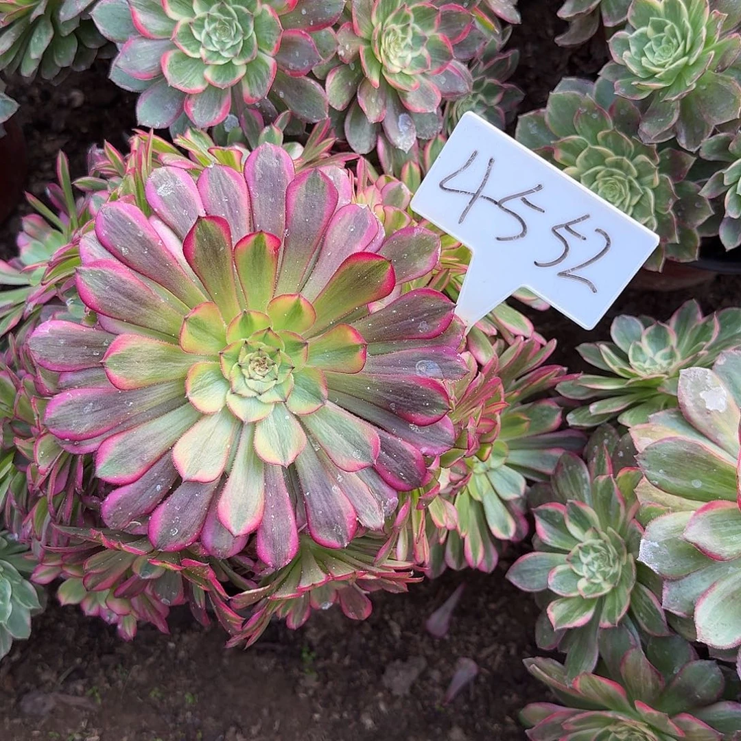 4552祝融多肉法师