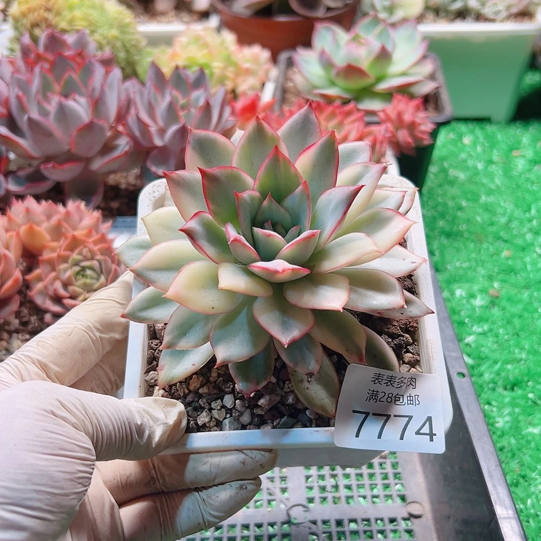 无花朵多肉一物一拍7774