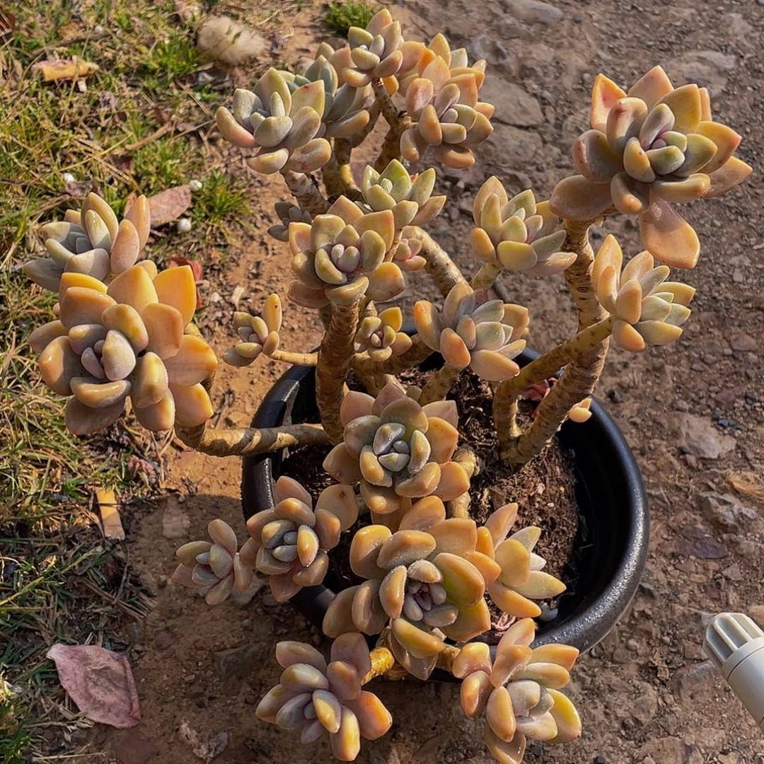 冬美人多肉植物2266