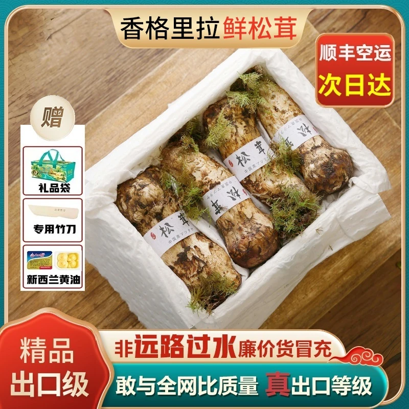 【香格里拉松茸】25年蟹小乔精品新鲜采摘云南菌子不开伞无虫眼顺丰