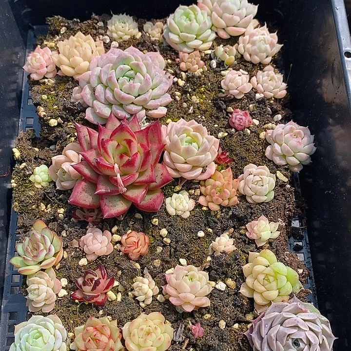 70 多肉植物盆栽花卉植物