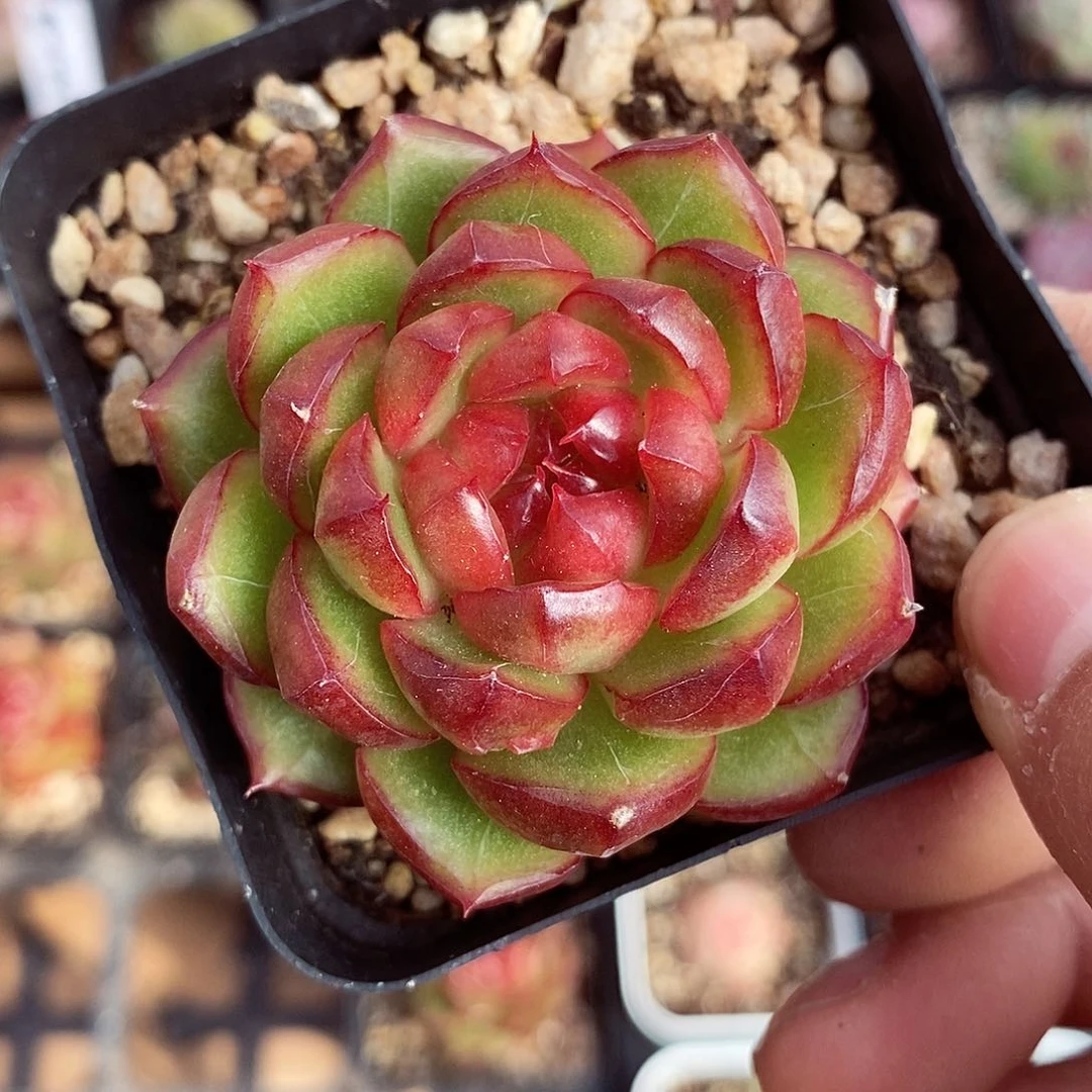 糖果珍妮5-6cm多肉植物