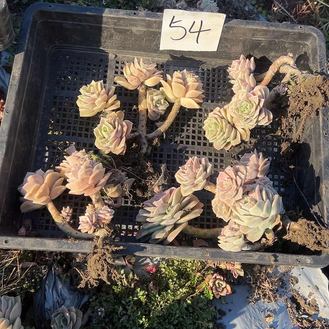 星**闪54不售后4可爱玫瑰