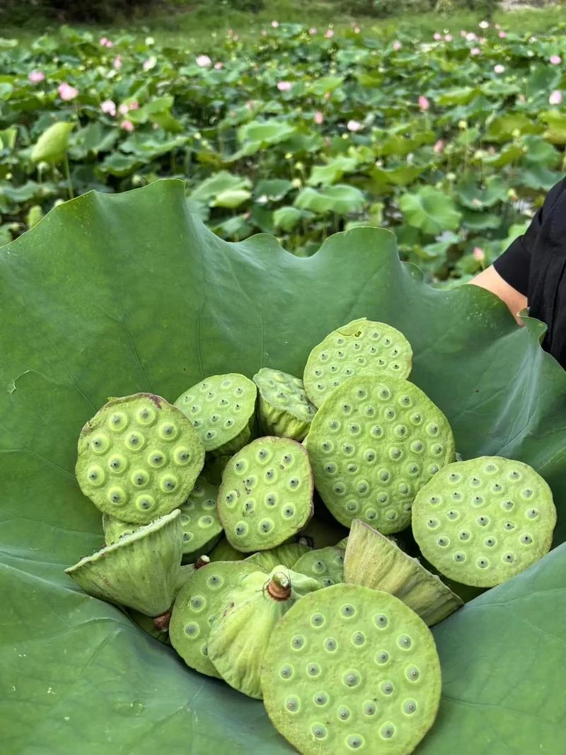 湖南益阳新鲜莲蓬现摘现发，甜嫩莲子米生吃清香脆甜