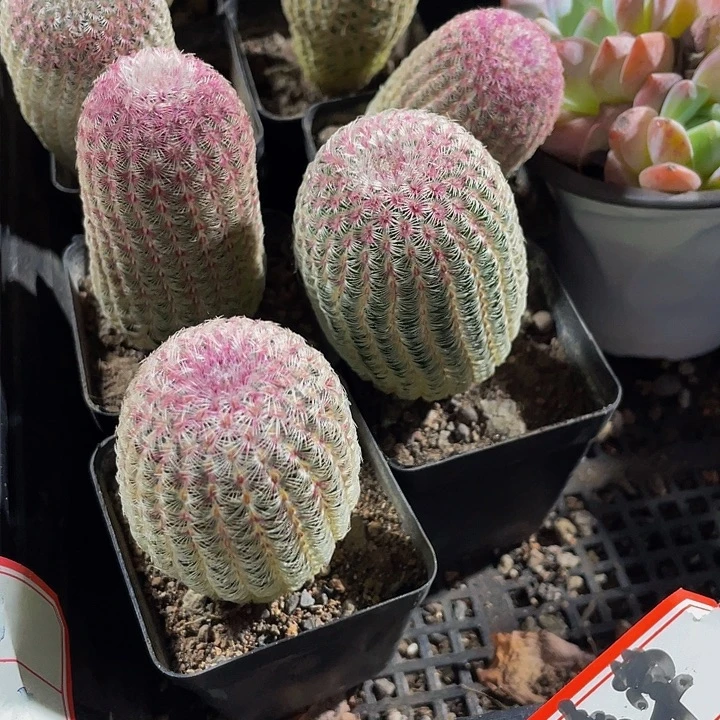 红太阳带盆土发货