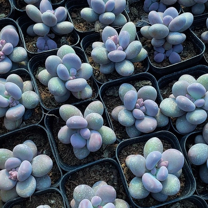 6.5方大桃美人带盆土