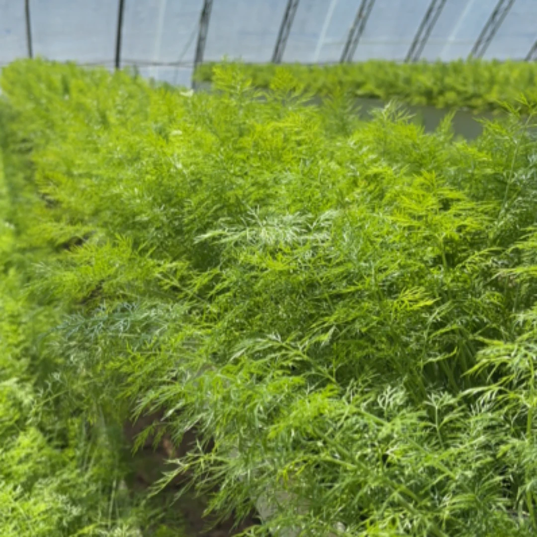 长林农庄精选小茴香套餐斤绿色蔬菜