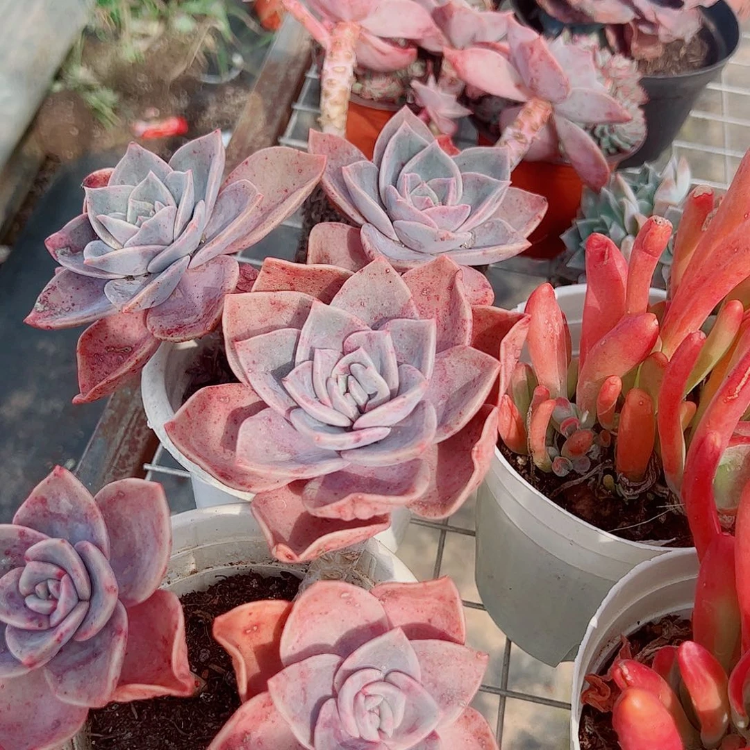 旭贺双头起发精品特价