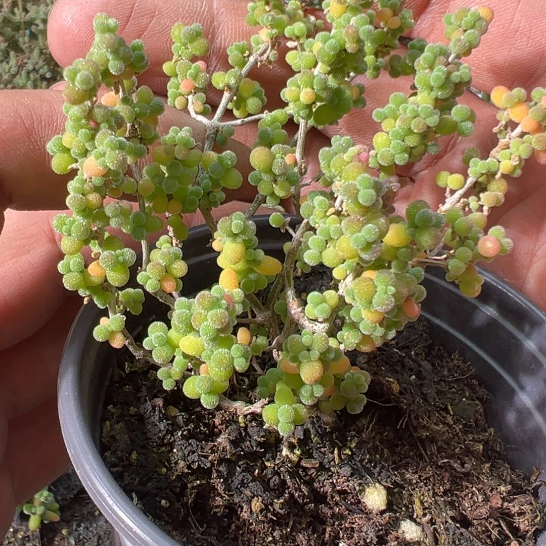 葡萄米90杯老桩福利