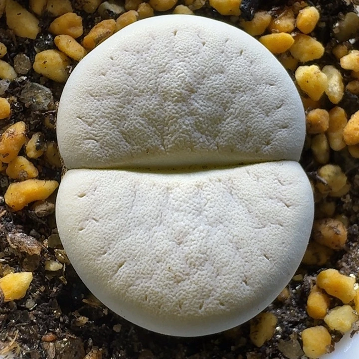 生石花1111111。   330