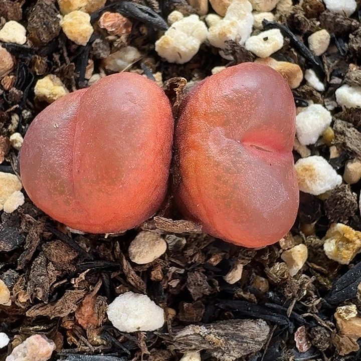 老马生石花双头吕红1358