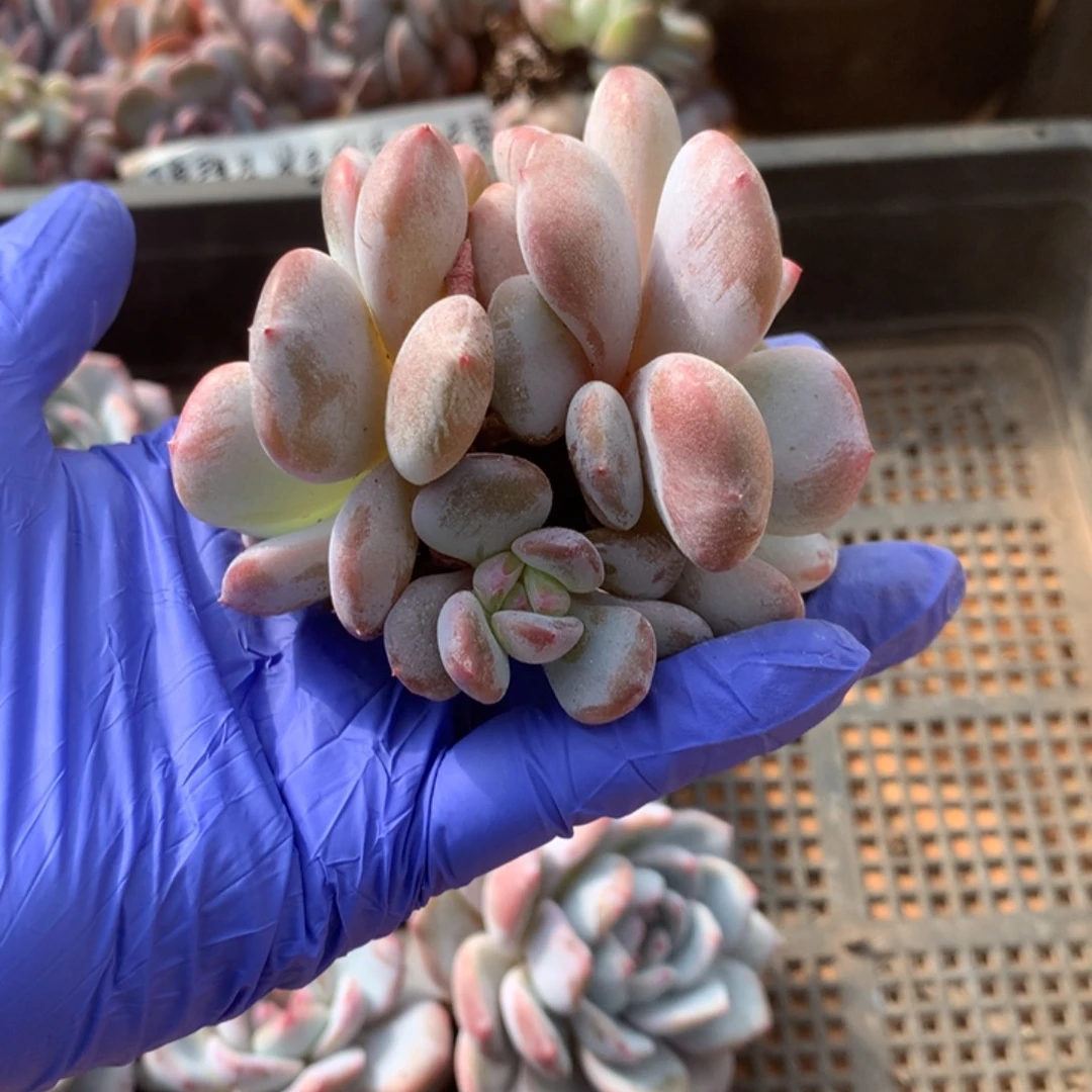 无花朵花花花花花花花9