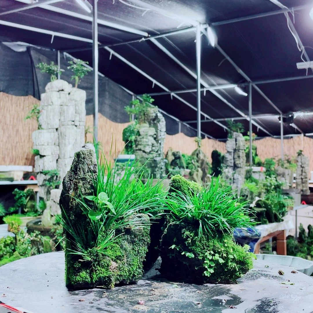 j***苗无花朵新品发布的第一批货就是