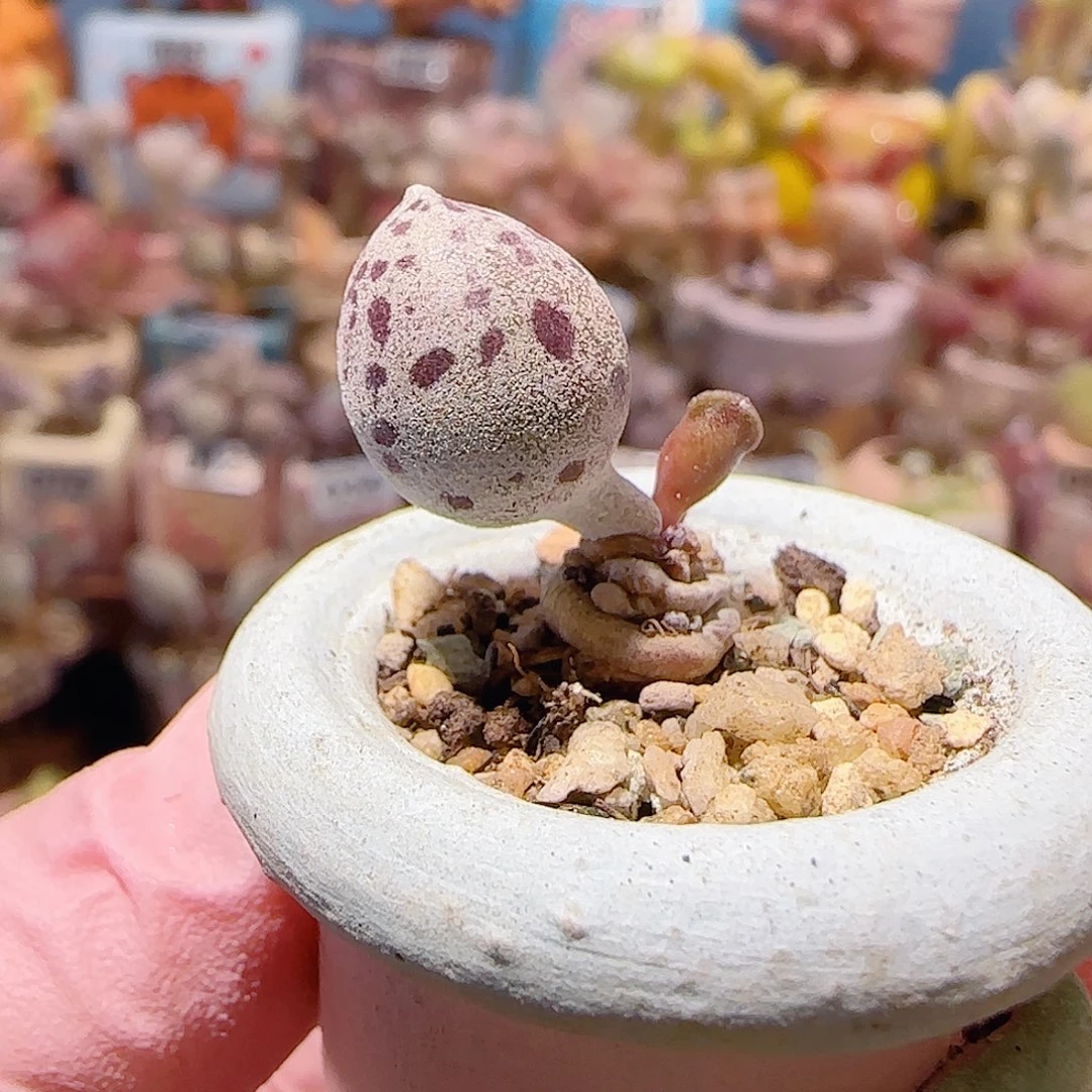 T达摩白丸盆口2cm