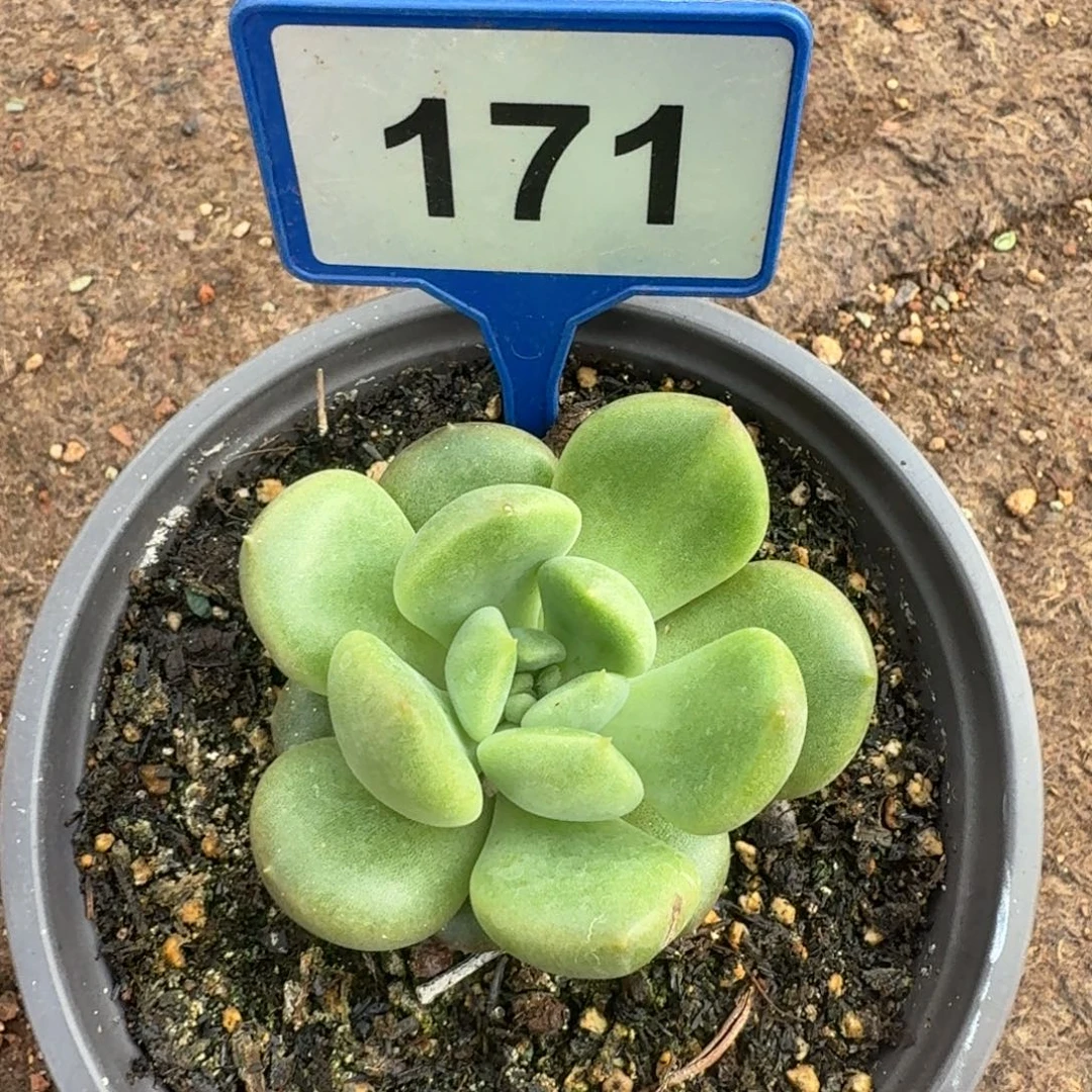 黄***司多肉植物漂亮X系171