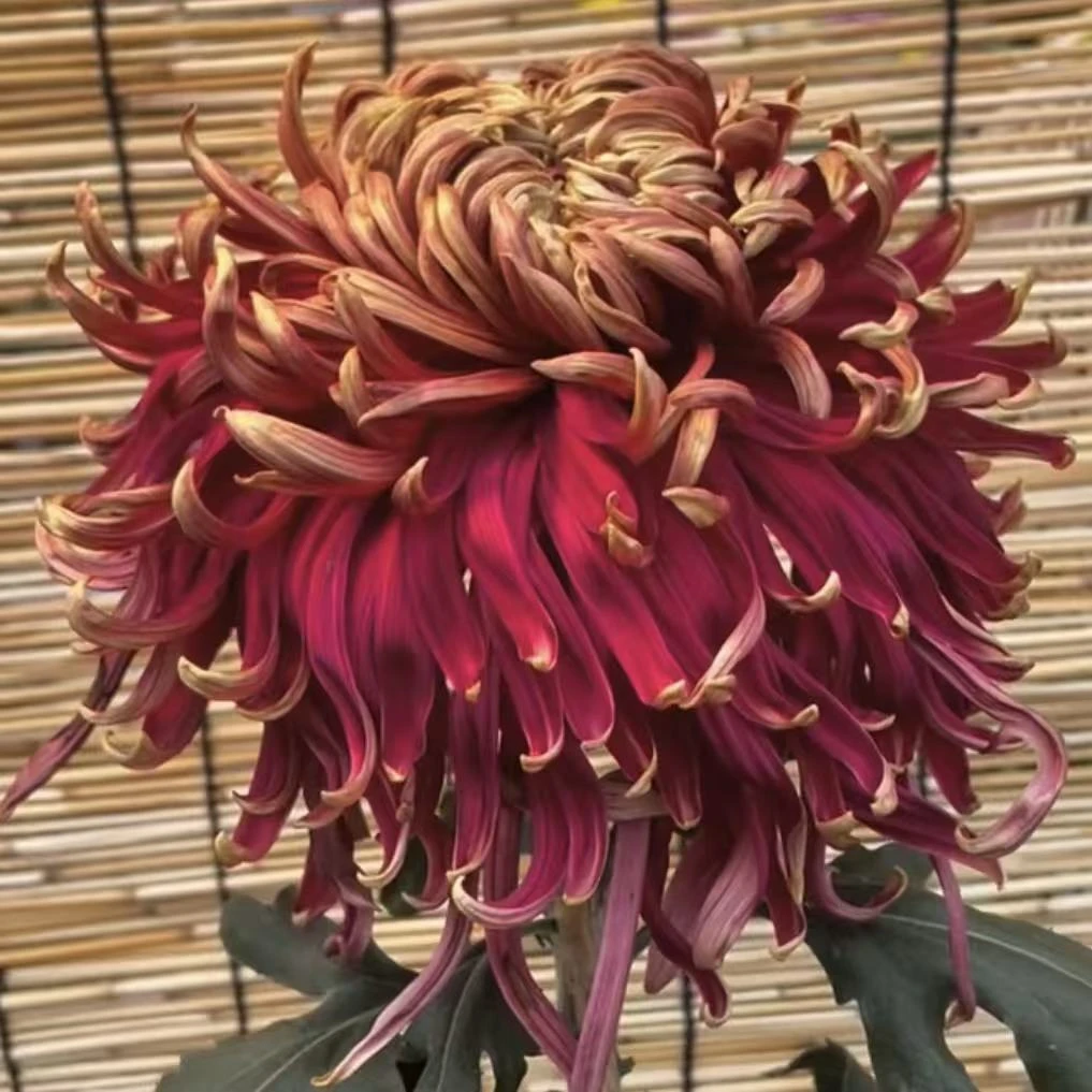 【烈火熔金】菊花盆栽菊花苗耐寒植物开花大菊花带花苞好养
