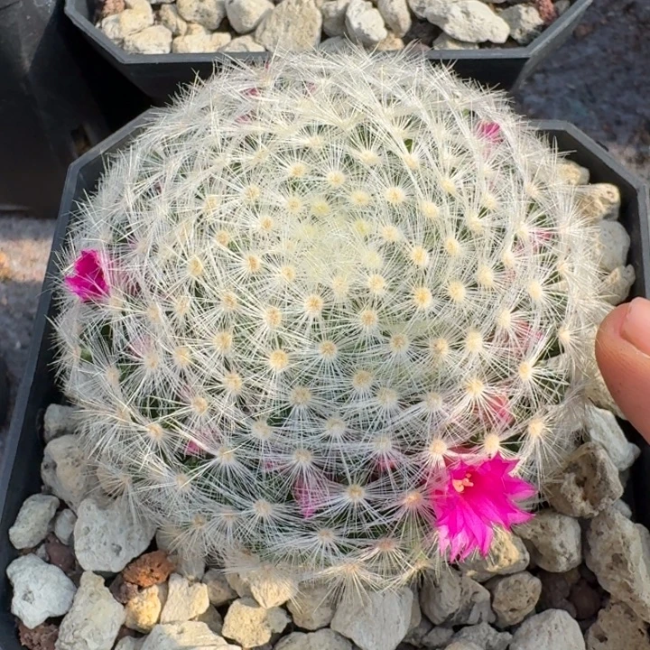 刘氏乳突实生仙人球